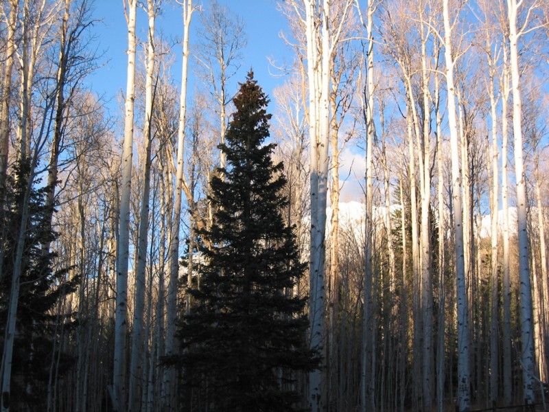 IMG_1255.JPG