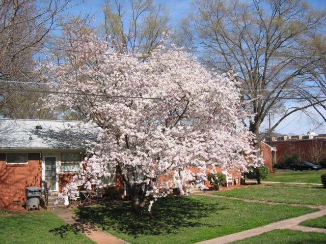 IMG_2087 Cherry Tree Home.JPG