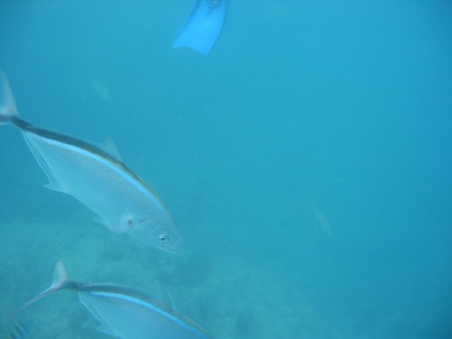 IMG_3661.JPG