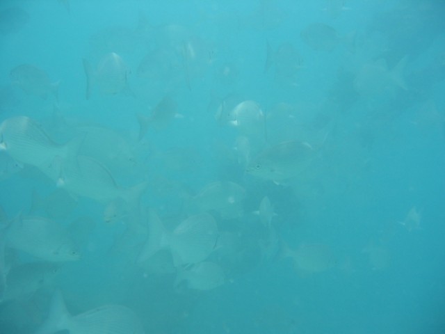 IMG_3706.JPG