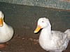 IMG_0017.JPG