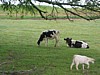 IMG_0026.JPG