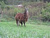 IMG_0610.JPG